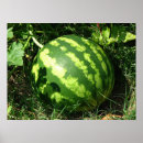 Suche nach watermelon poster Pflanze