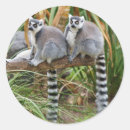 Suche nach lemurs Natur