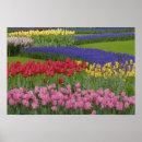 Suche nach hyazinthen poster Natur