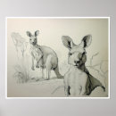 Suche nach kängurus poster Tiere