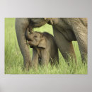 Suche nach indischer elefant poster India