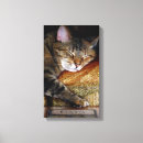 Suche nach miezekatze leinwandbilder Tiere