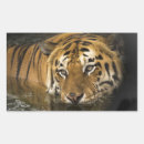 Suche nach bengalischer tiger aufkleber Dschungel