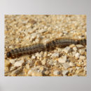 Suche nach schädlinge poster Natur