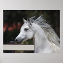 Suche nach arabische sprache poster Rasse