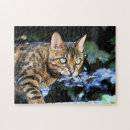 Suche nach bengalisch puzzle Wild