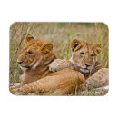 Suche nach kneipen magnete Kleintiere