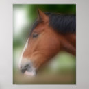 Suche nach shire horse poster Tier