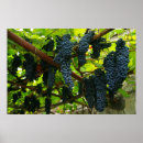 Suche nach weintraube poster Weinberge