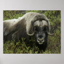 Suche nach alaska poster Wildtiere