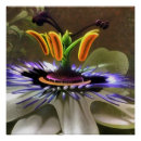 Suche nach erstaunlich poster Blume