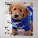 Suche nach golden retriever poster Welpe