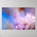 Suche nach rosa kirschblüte poster Blumenreich