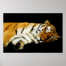 Suche nach sibirischer tiger poster Orange