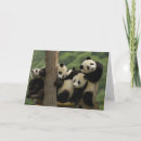 Suche nach panda große karten China