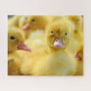 Suche nach ducks puzzle Vogel
