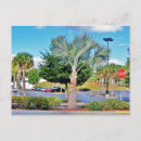 Suche nach tampa florida postkarten Palmen