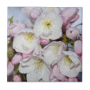 Suche nach apfelblüte fliesen Frühjahr