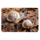 Suche nach schnecke magnete Tier