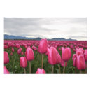 Suche nach rosa tulpen poster Liebe