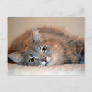 Suche nach persian cat postkarten Persische