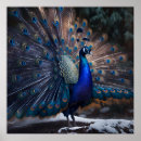 Suche nach schöner pfau poster Jede person