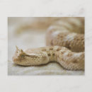 Suche nach viper postkarten Reptil