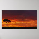 Suche nach afrika baum poster Adam jones