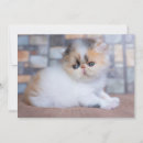 Suche nach persische karten Katze