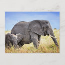 Suche nach afrikanischer elefant postkarten Tansania