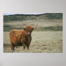 Suche nach highland cattle poster Kuh