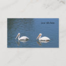 Suche nach großer pelikan visitenkarten Vögel