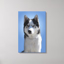 Suche nach sibirischer husky leinwandbilder Zäh