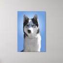 Suche nach husky leinwandbilder Hund