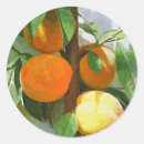 Suche nach obstbaum aufkleber Früchte