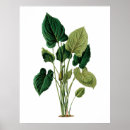 Suche nach philodendron poster Botanisch