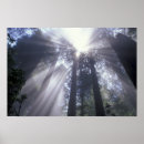 Suche nach lichtstrahl poster Baum