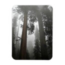 Suche nach sequoia magnete Riese