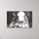 Suche nach kuh und kalb leinwandbilder Kühe