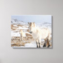 Suche nach pony leinwandbilder Superstock