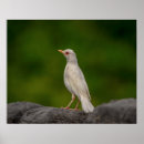 Suche nach albino poster Wild
