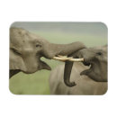 Suche nach indischer elefant magnete Fauna