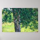 Suche nach birkenbaum poster Blätter