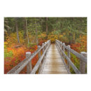 Suche nach nadelbaum poster Wald