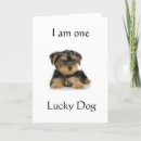 Suche nach yorkie hund karten Jede person