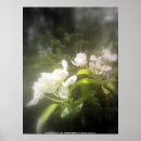 Suche nach apfelblüte poster Frühling