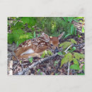 Suche nach bambi postkarten Für alle