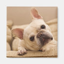 Suche nach french bulldog magnete Kaninchen