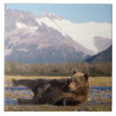 Suche nach braunbär fliesen Alaska