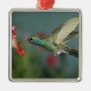 Suche nach nektar ornamente Blume
